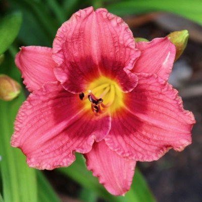 Siloam Jim Cooper_result